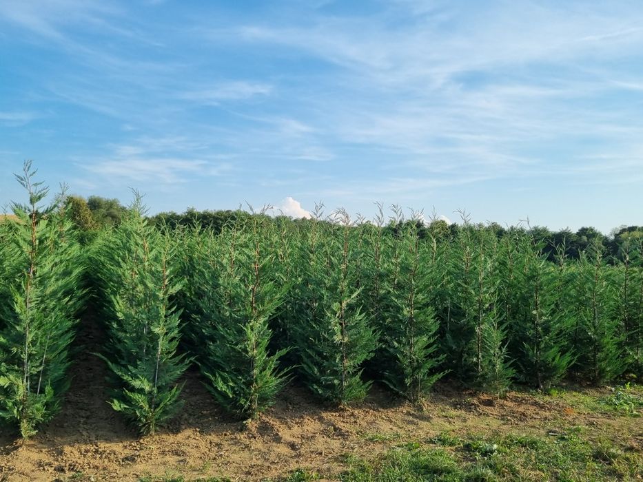 Pepiniera Cristea vinde Chiparos Leyland gard viu (altoit)