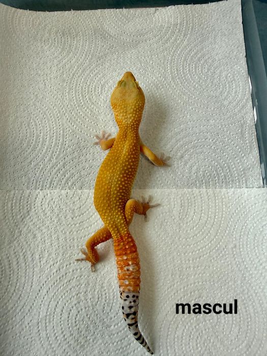 Șopârlă Gecko Leopard