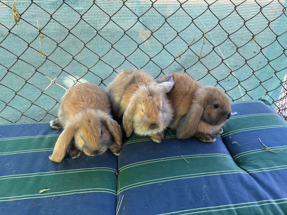 Iepuri Berbec German