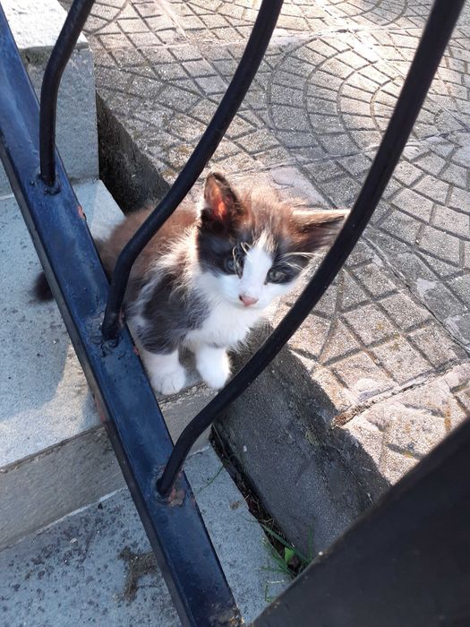 Подарявам две мъжки котета