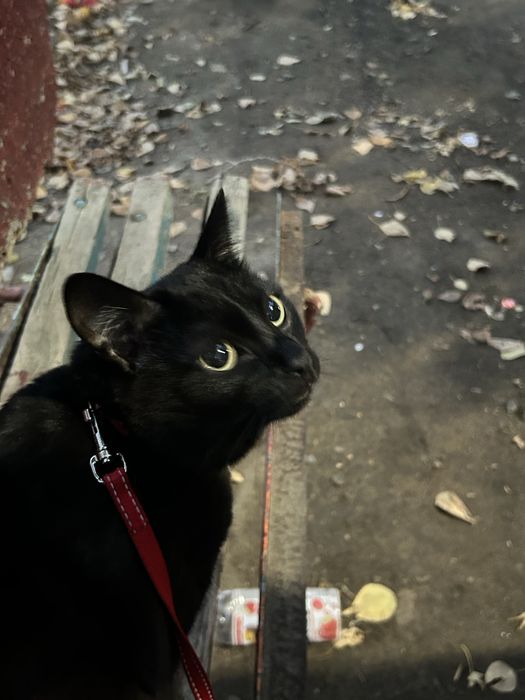 Пропала кошка черная