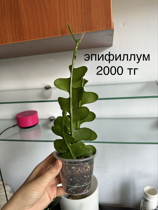 Комнатные растения