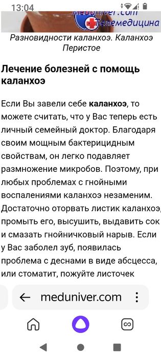 Цветок каланхоэ цветет