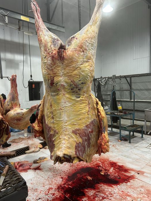 Жылкы баитал конина