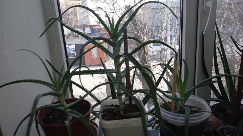 Лечебное Алое домашнее