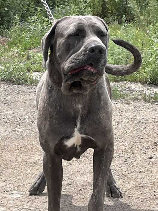 Продвется молодой кобель кане корсо