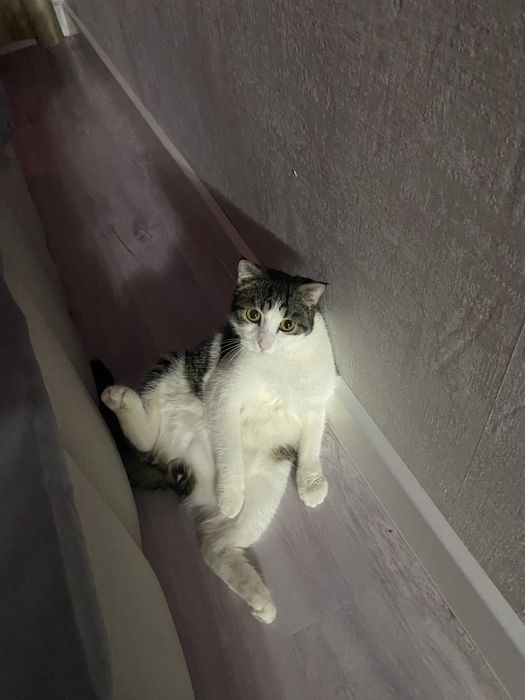 Отдам кота в добрые руки