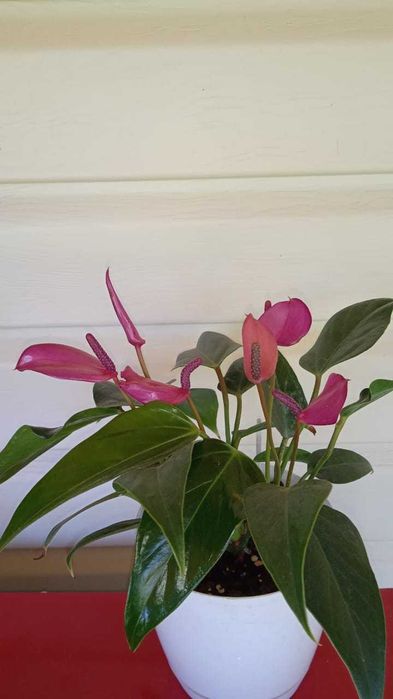 Антуриум  Zizou(цветет)