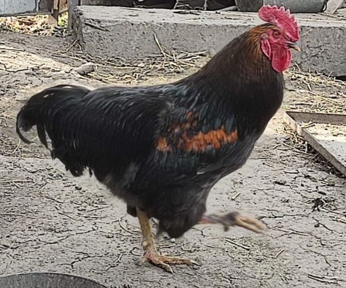 Продаются молодые петухи