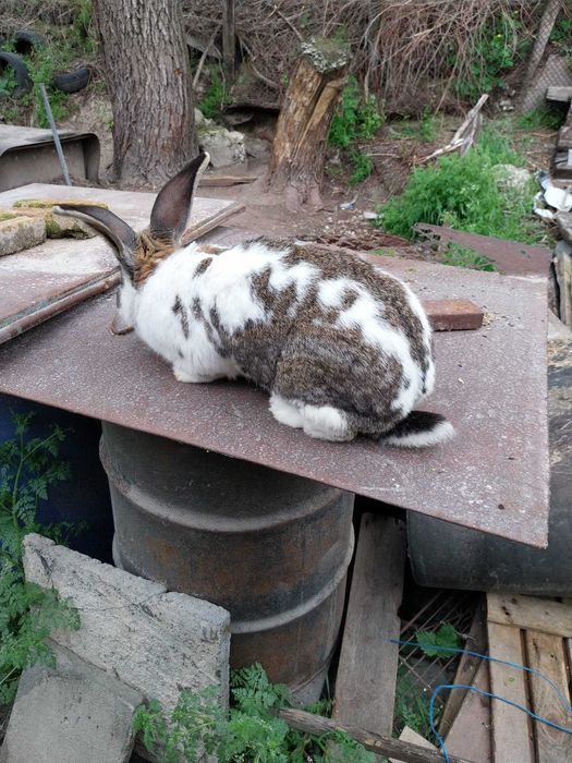 Работещ мъжки заек