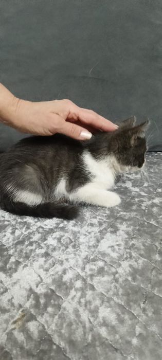 В добрые руки отдаем маленького котенка (мальчик)