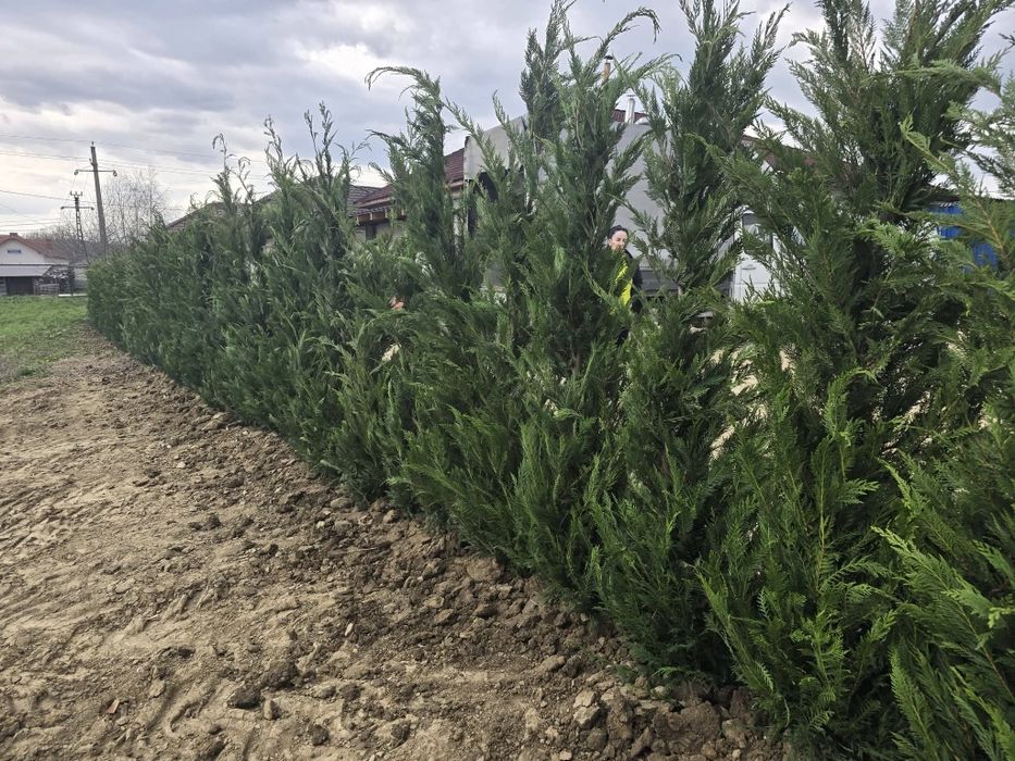 Vând tuia leylandii chiparos la oferta 100 lei buc livrare gratuita