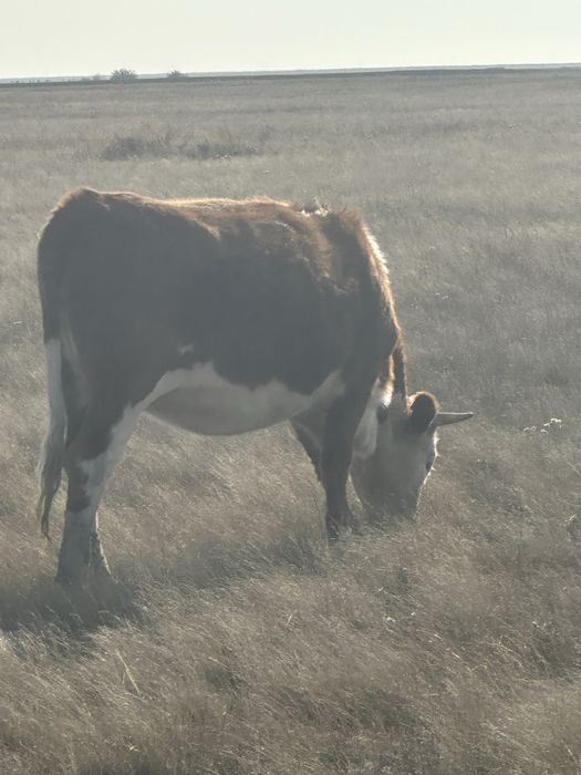 Продам двух стельных тёлочек