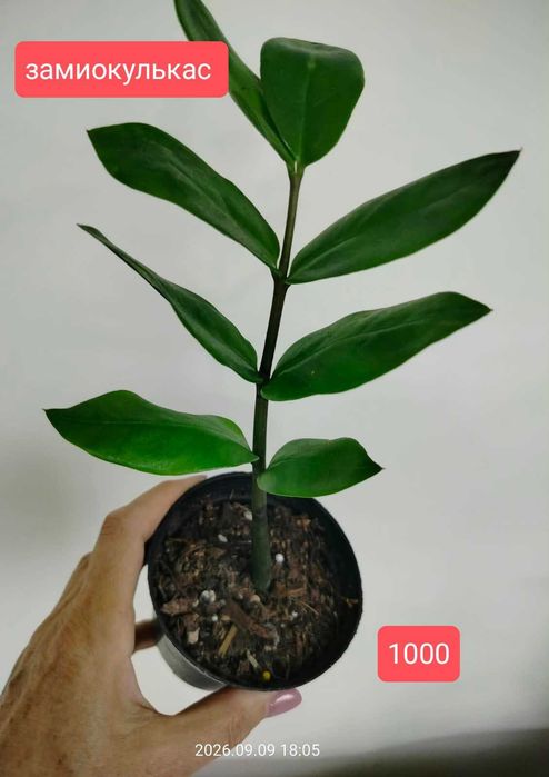 Продам комнатные растения