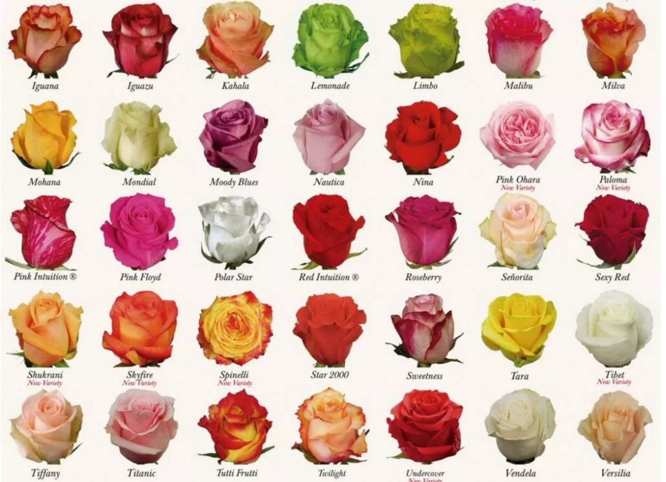 Цветы Эквадор опт