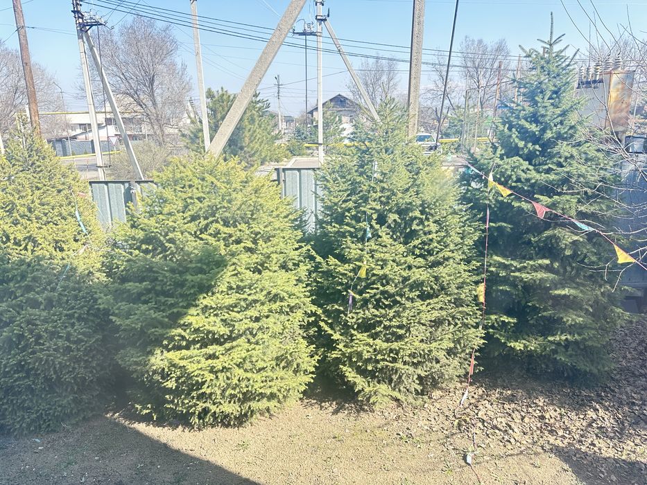 Продам елку не мальенкие