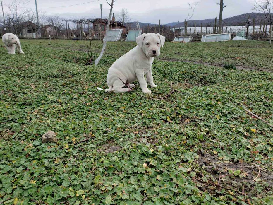 Дого Аржентино кученца