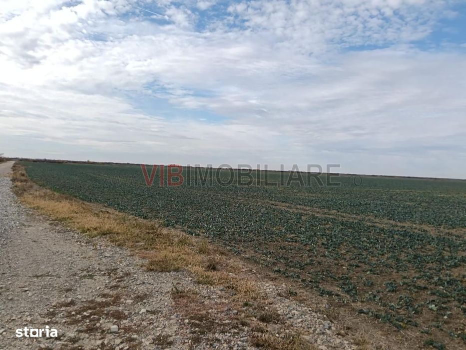 Ferma Agricolă 1.350 HA – Grad de Comasare 96–97%, Județul Arad