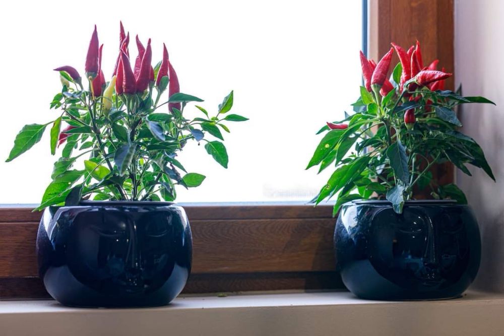 Двустаен апартамент под наем