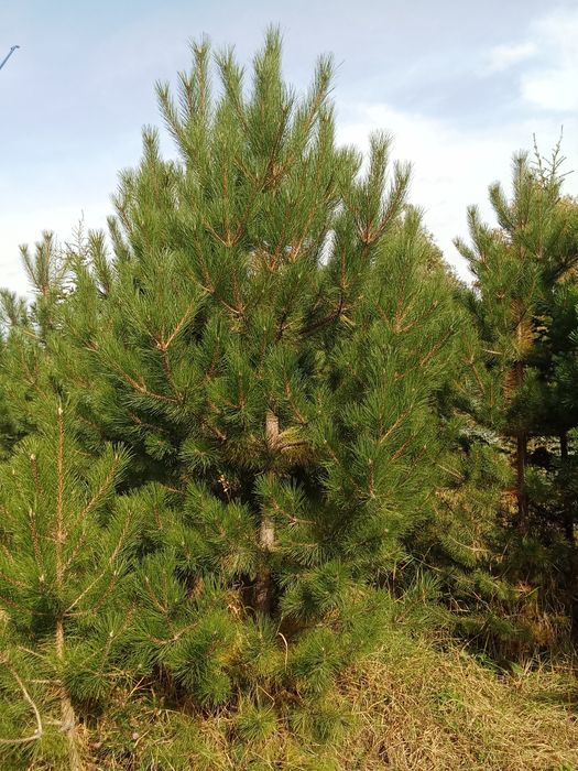 Сосны крымские обычные