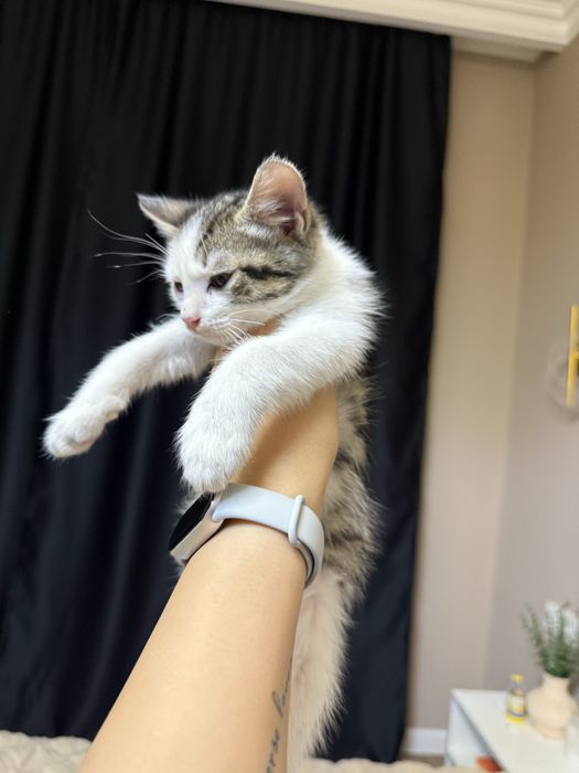 Котенок бесплатно мальчик 2 мес