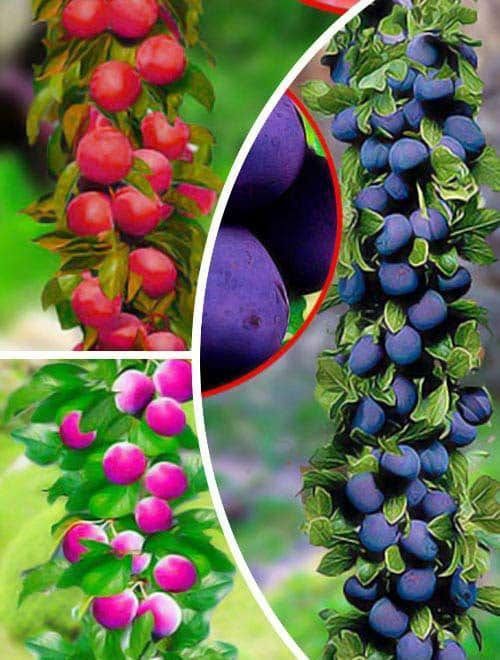 Pomi Fructiferi Columnari (Prun )