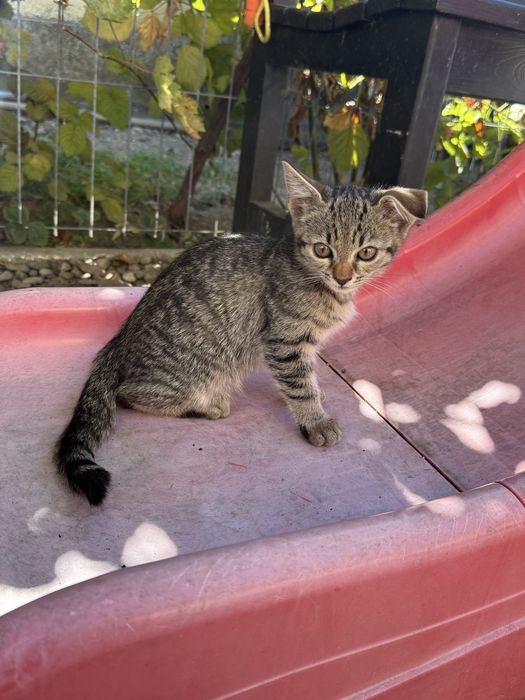 Ofer spre adoptie doua pisicute
