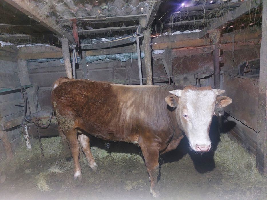 Продам быка возраст 1.2