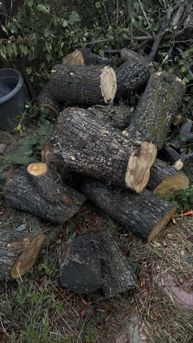 Продам пеньки , средние