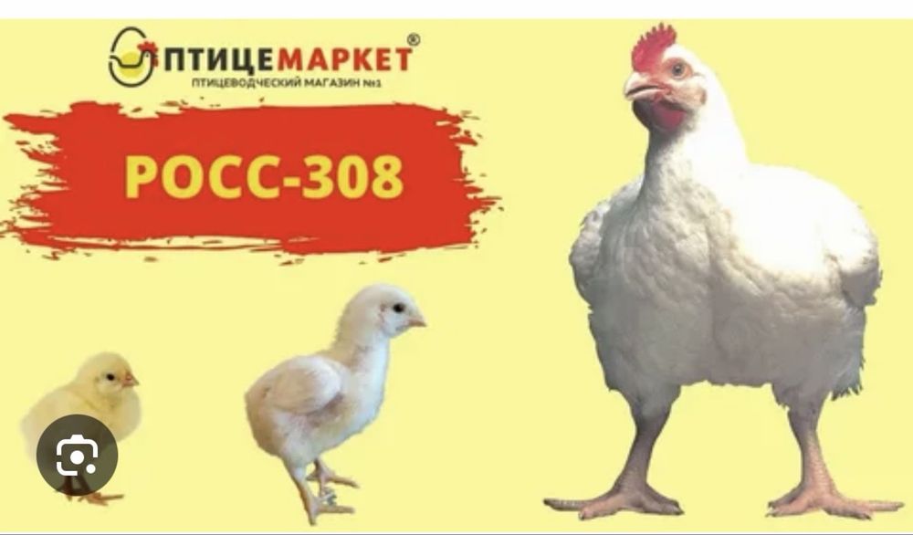 Яйца инкубационный бройлер