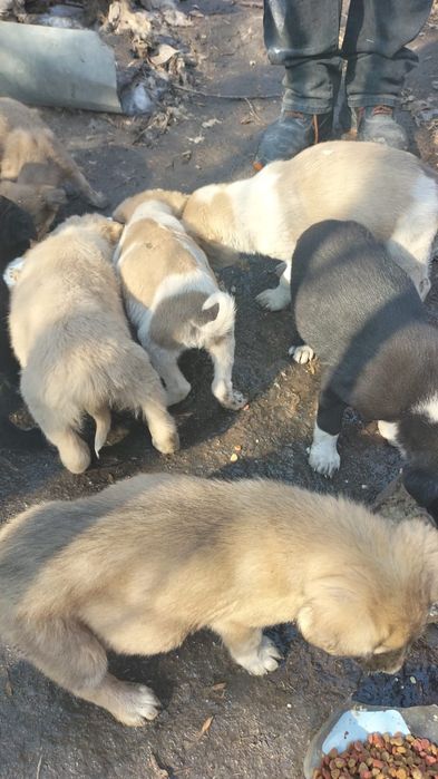 Маленькие щенки ищут дом