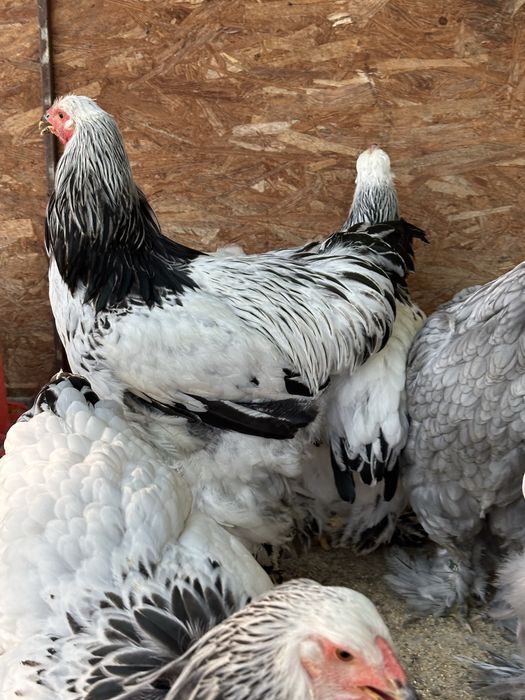 Disponibili cocosi brahma herminat deschis