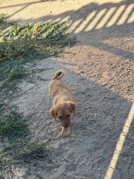 Бесплатно собака