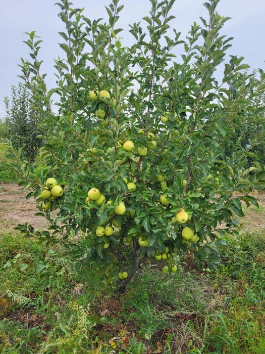Яблоки с корня (Байдибек би)