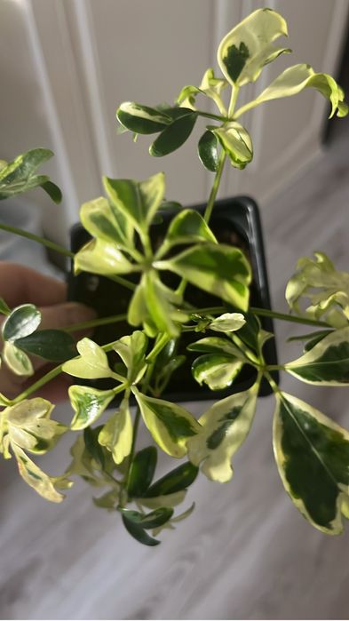 Комнатные оастения