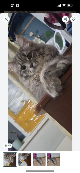 Кот меин-кун породы