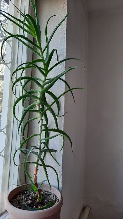 Продам алоэ столетник
