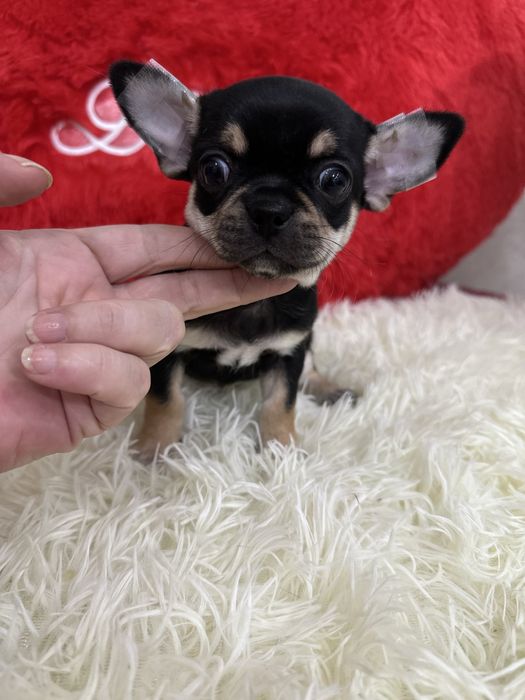 Очаровательные мальчики чихуашечки