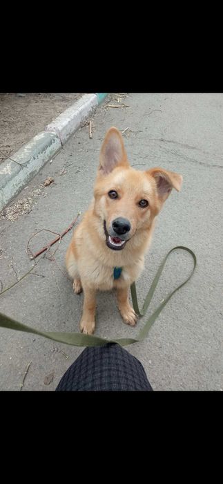 Щенок (мальчик) ищет дом и добрые руки