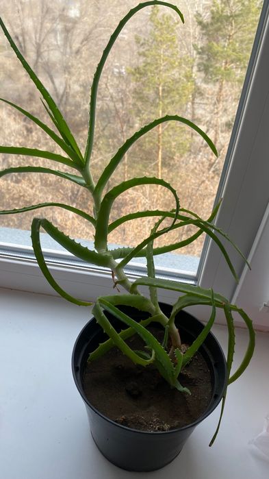 Продам алое лечебное