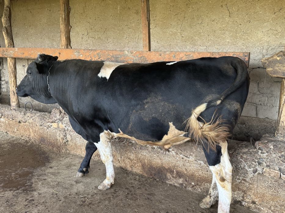Buqa sotiladi stochna