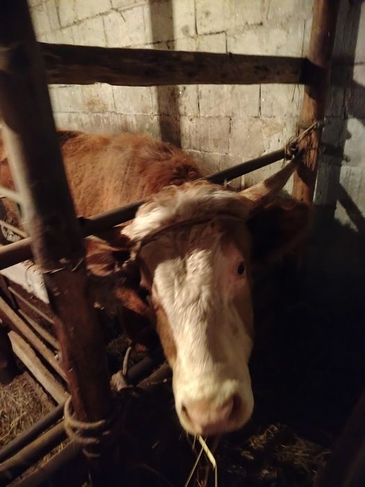 Продам бычков с откорма.