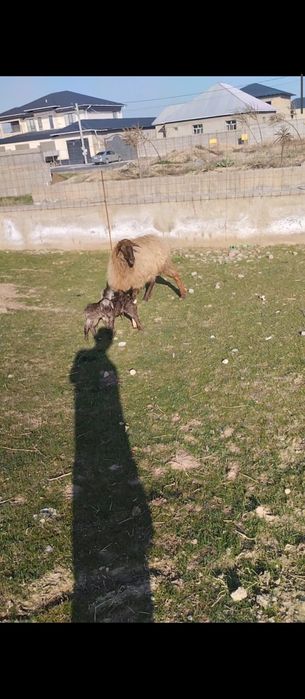 Қозыл қой егіз қозысымен