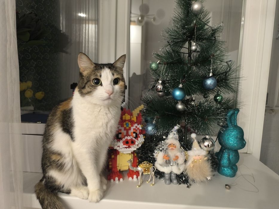 Отдам кошку японский бобтейл