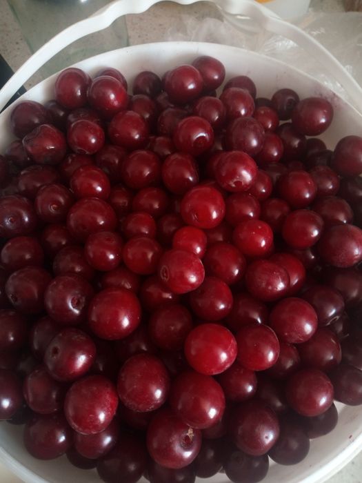 Продам вишню дачную