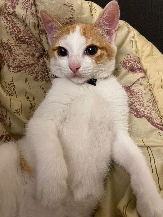 Отдам кошку в хорошие руки