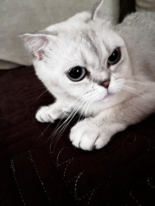 Кошка, Шиншила. Белая взрослая