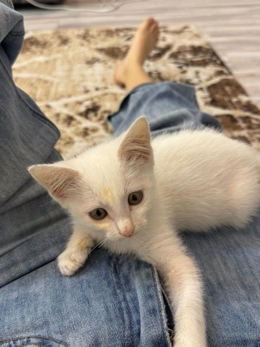 Котенок 1,5 мес, белая