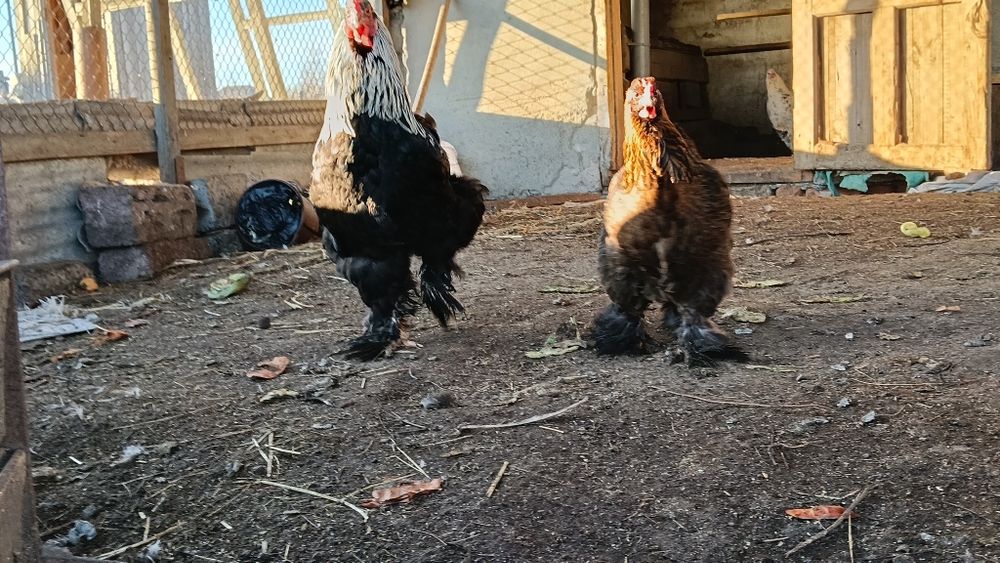 Инкубационные яйца Брама