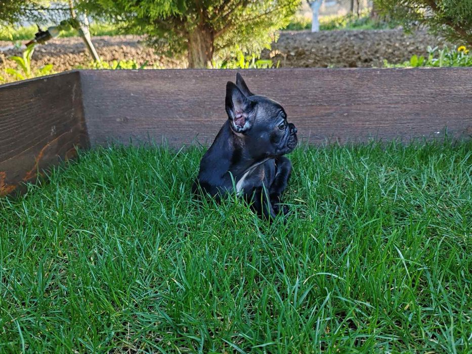 Френски  булдог ЖЕНСКО